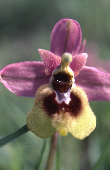 Ophrys villosa, Lassiti.