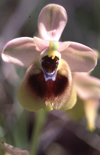 Ophrys villosa, Lassiti.