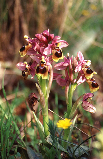 Ophrys villosa, Lassiti.