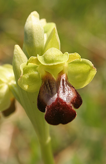 Ophrys zonata, Ortuabis.