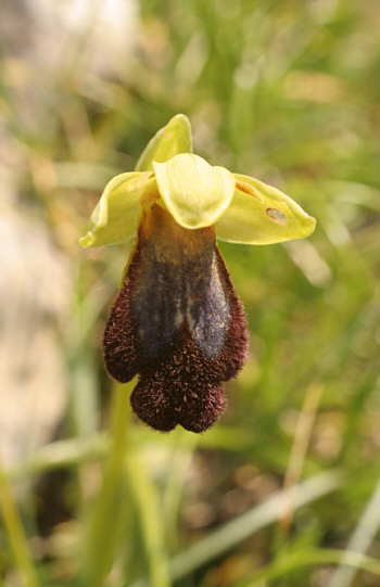 Ophrys zonata, Ortuabis.