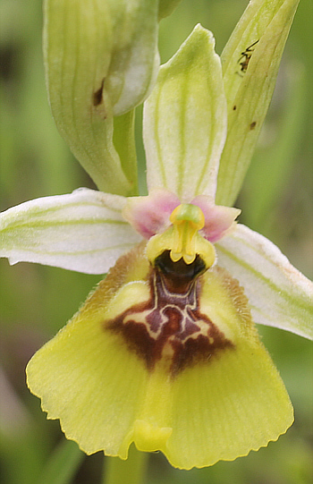 Ophrys lacaitae