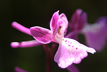 Orchis anatolica, Profitis Ilias.