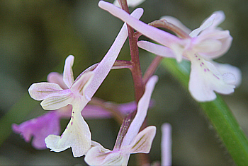 Orchis anatolica, Profitis Ilias.