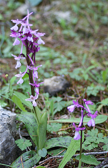 Orchis anatolica, Profitis Ilias.