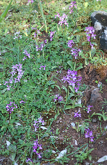 Orchis anatolica, Profitis Ilias.