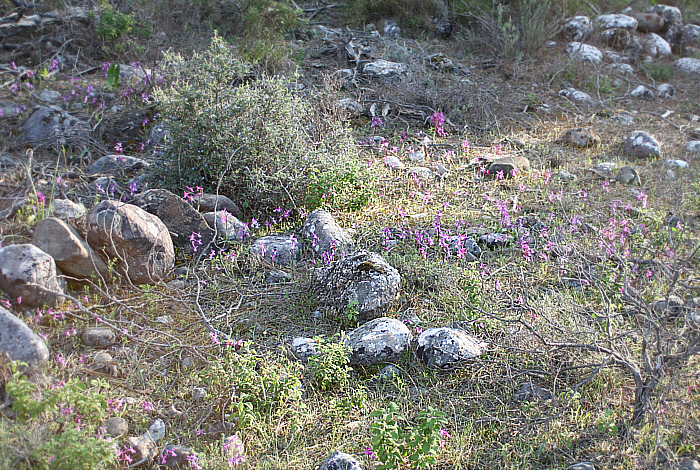 Orchis anatolica, Laerma.