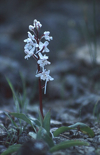 Orchis anatolica, Neo Chorio.