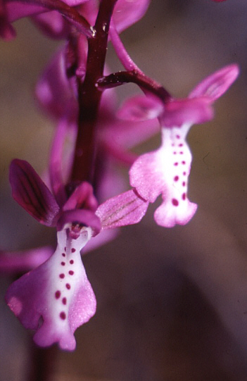 Orchis anatolica, Thripti.