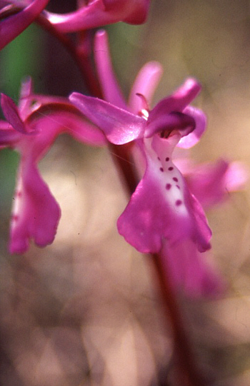 Orchis anatolica, Thripti.