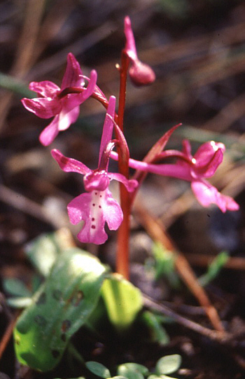 Orchis anatolica, Thripti.