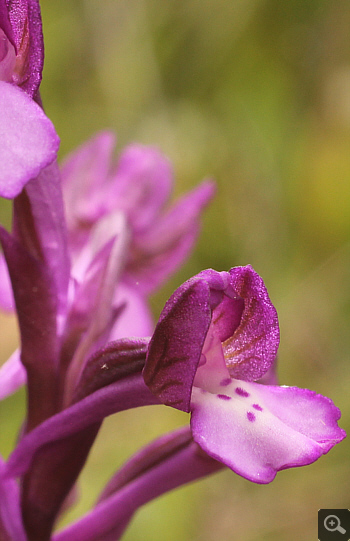 Orchis boryi, Nafpaktos.