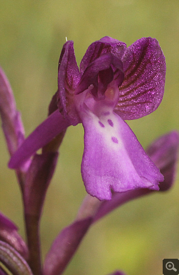 Orchis boryi, Filothei.