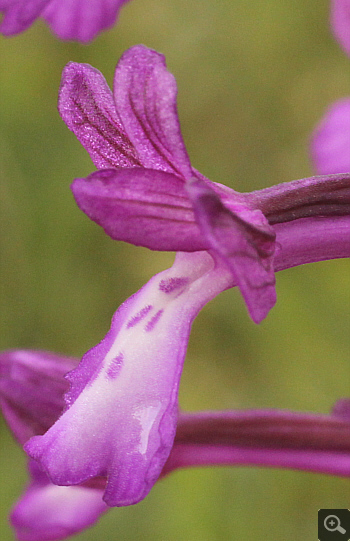 Orchis boryi, Filothei.