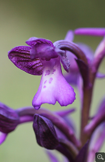 Orchis boryi, Krioneri.