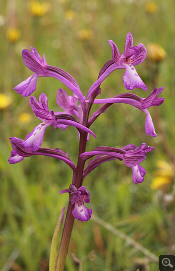 Orchis boryi, Filothei.