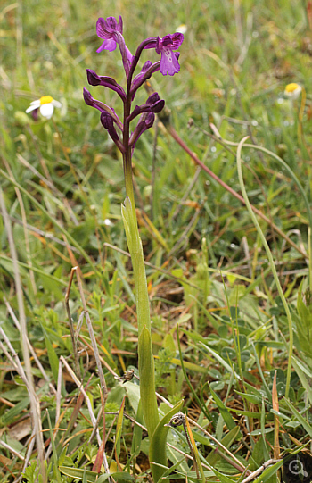 Orchis boryi, Filothei.