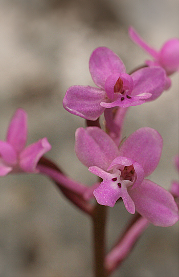 Orchis brancifortii, Ispignoli.