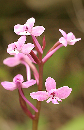 Orchis brancifortii, Ispignoli.