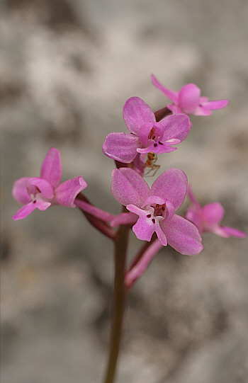 Orchis brancifortii, Ispignoli.