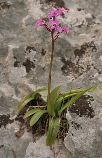 Orchis brancifortii, Ispignoli.