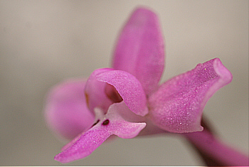 Orchis brancifortii, Ispignoli.