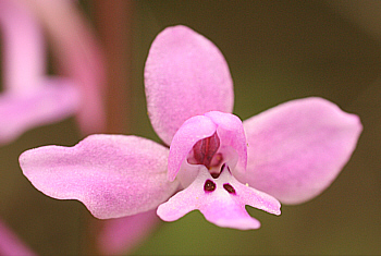 Orchis brancifortii, Ispignoli.