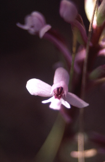 Orchis brancifortii, south of Taormina.