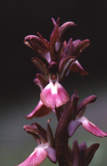 Orchis collina, Thripti.