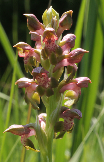 Orchis coriophora, Landkreis Landsberg.