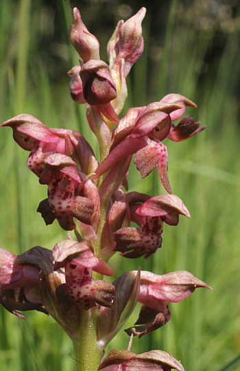 Orchis coriophora, district Landsberg.