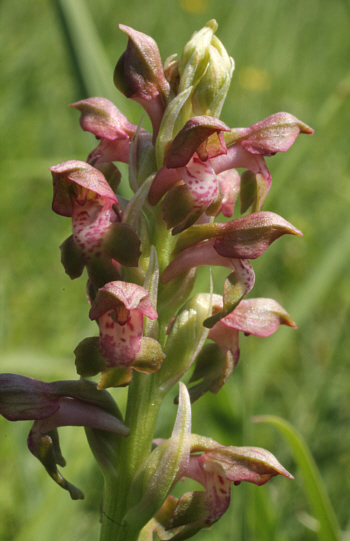 Orchis coriophora, Landkreis Landsberg.