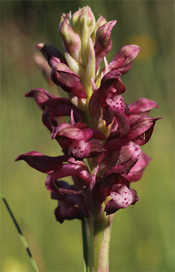 Orchis coriophora, Bad Tölz.