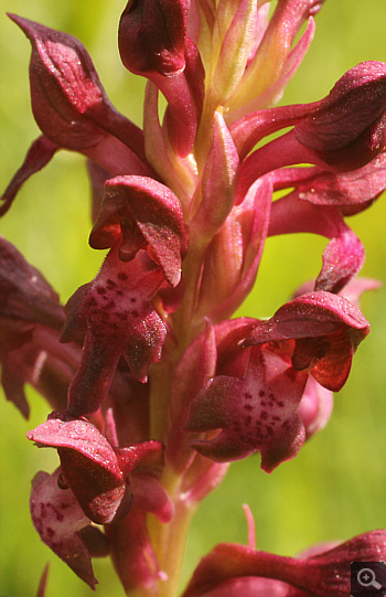 Orchis coriophora, Kreis Landsberg.