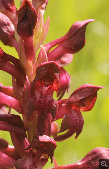 Orchis coriophora, district Landsberg.