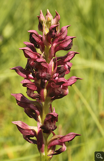 Orchis coriophora, district Landsberg.