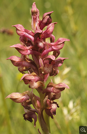 Orchis coriophora, Kreis Landsberg.