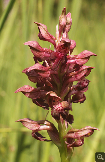 Orchis coriophora, Kreis Landsberg.