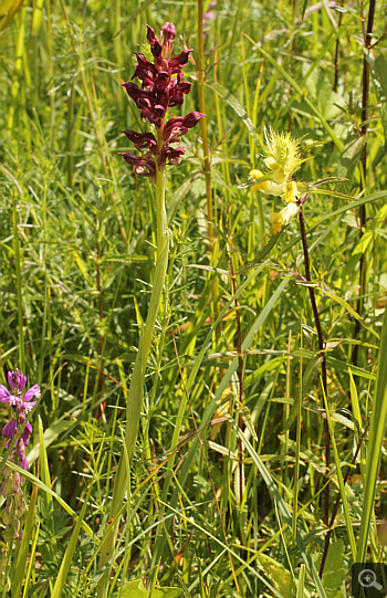 Orchis coriophora, district Landsberg.