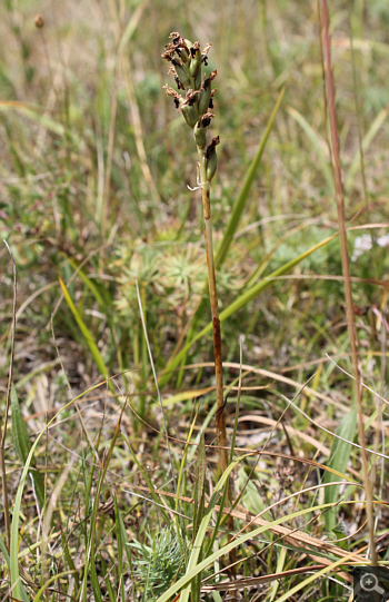 Orchis coriophora, nördlich Augsburg.