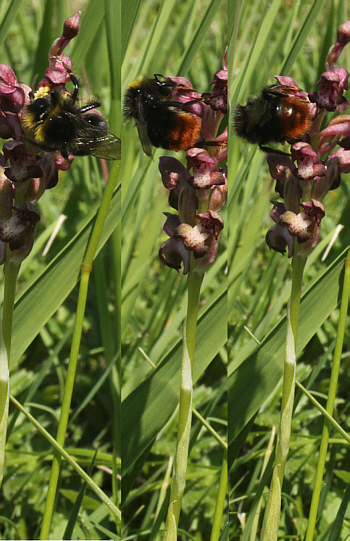 Orchis coriophora wird von einer Hummel bestäubt. Deutlich sind die Pollinien auf dem Kopf der Hummel zu erkennen.