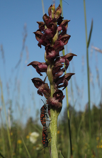 Orchis coriophora mit der Feuerwanze (Pyrrhocoris apterus) bei der Paarung, südlich Augsburg.