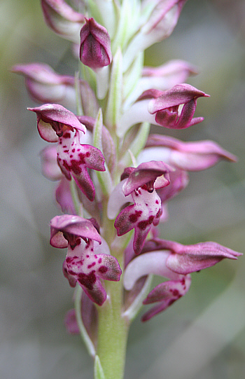 Orchis fragrans, Kattavia.