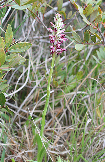 Orchis fragrans, Kattavia.