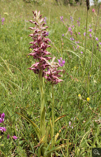 Orchis fragrans, Rionero Sannitico.