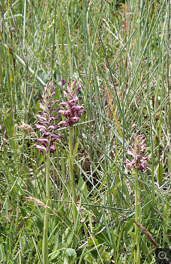 Orchis fragrans, Rionero Sannitico.