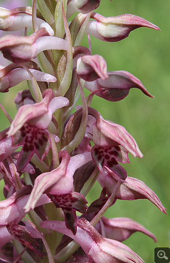 Orchis fragrans, Rionero Sannitico.