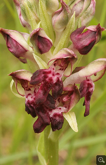 Orchis fragrans, Ampelokipi.