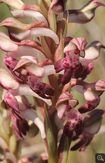 Orchis fragrans, Halkoutsi.