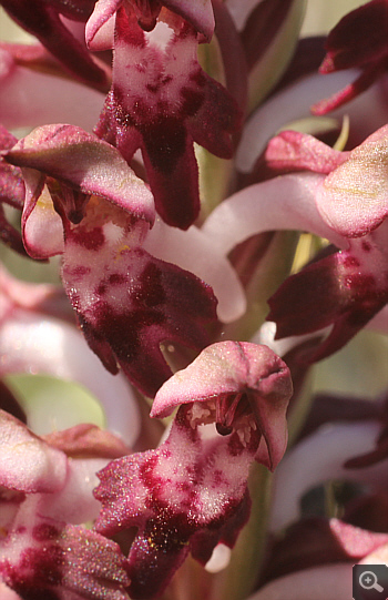 Orchis fragrans, Halkoutsi.